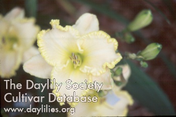 Daylily Moon Music